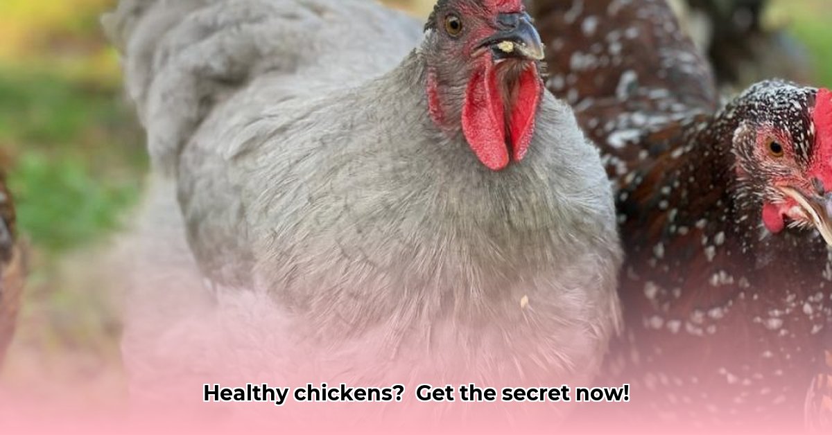 chicken-vaccines-tractor-supply